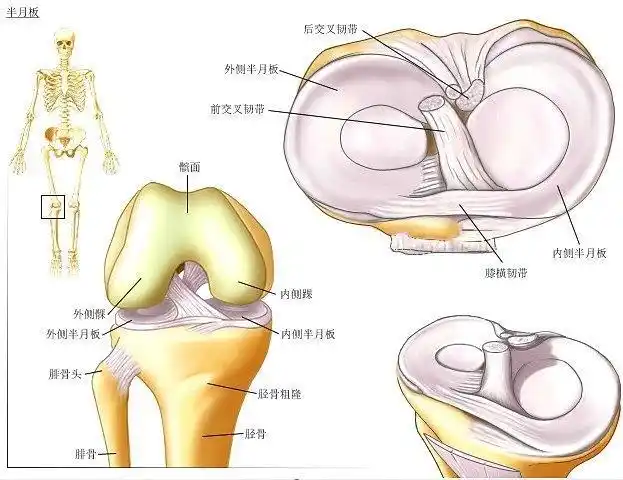 半月板損傷